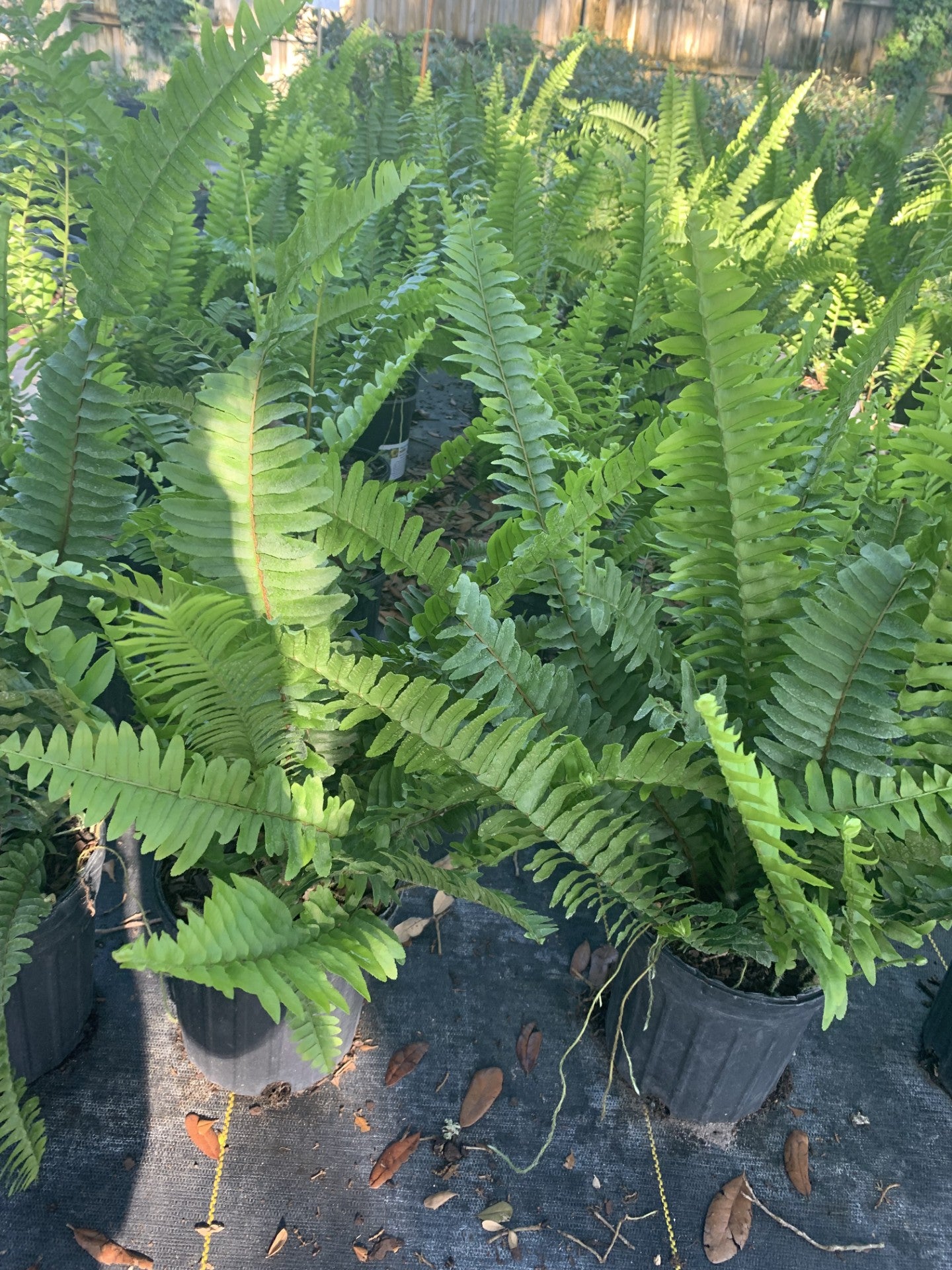 Ferns