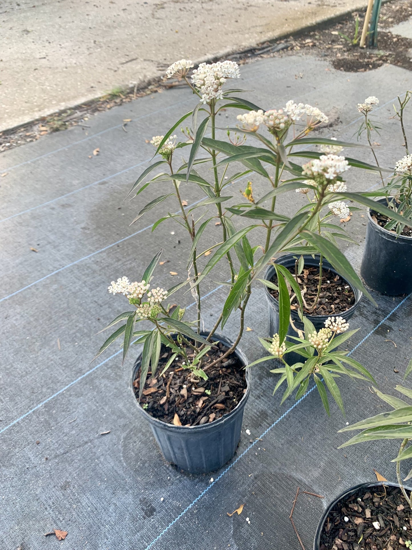 Aquatic Milkweed, Asclepias perennis