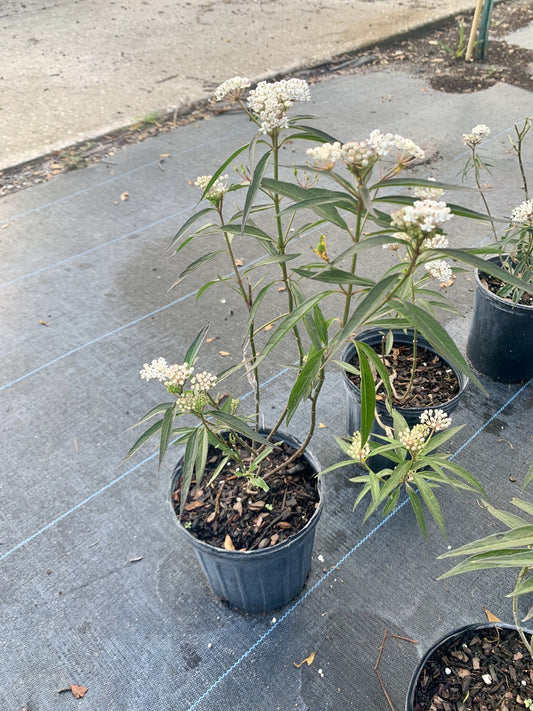 Aquatic Milkweed, Asclepias perennis