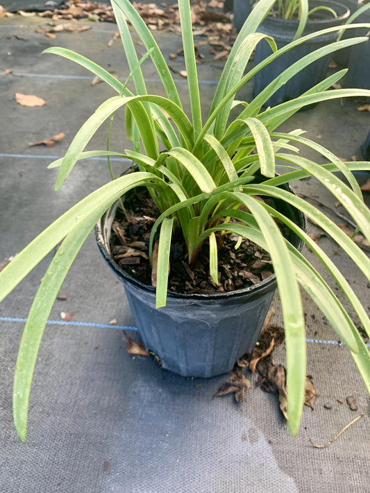 Argentine Rain Lily, Habranthus robustus