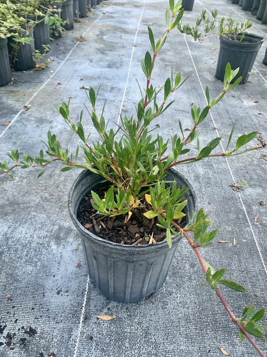 Beach Creeper, Ernodea littoralis