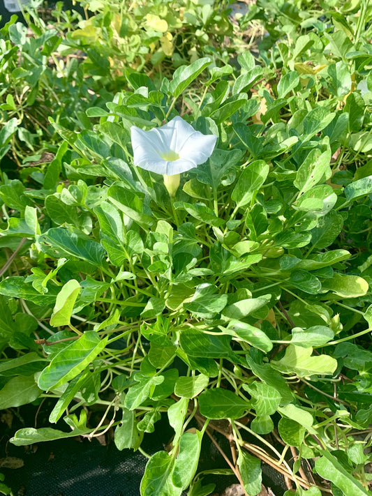 Beach Morning Glory, Ipomoea pes-caprae