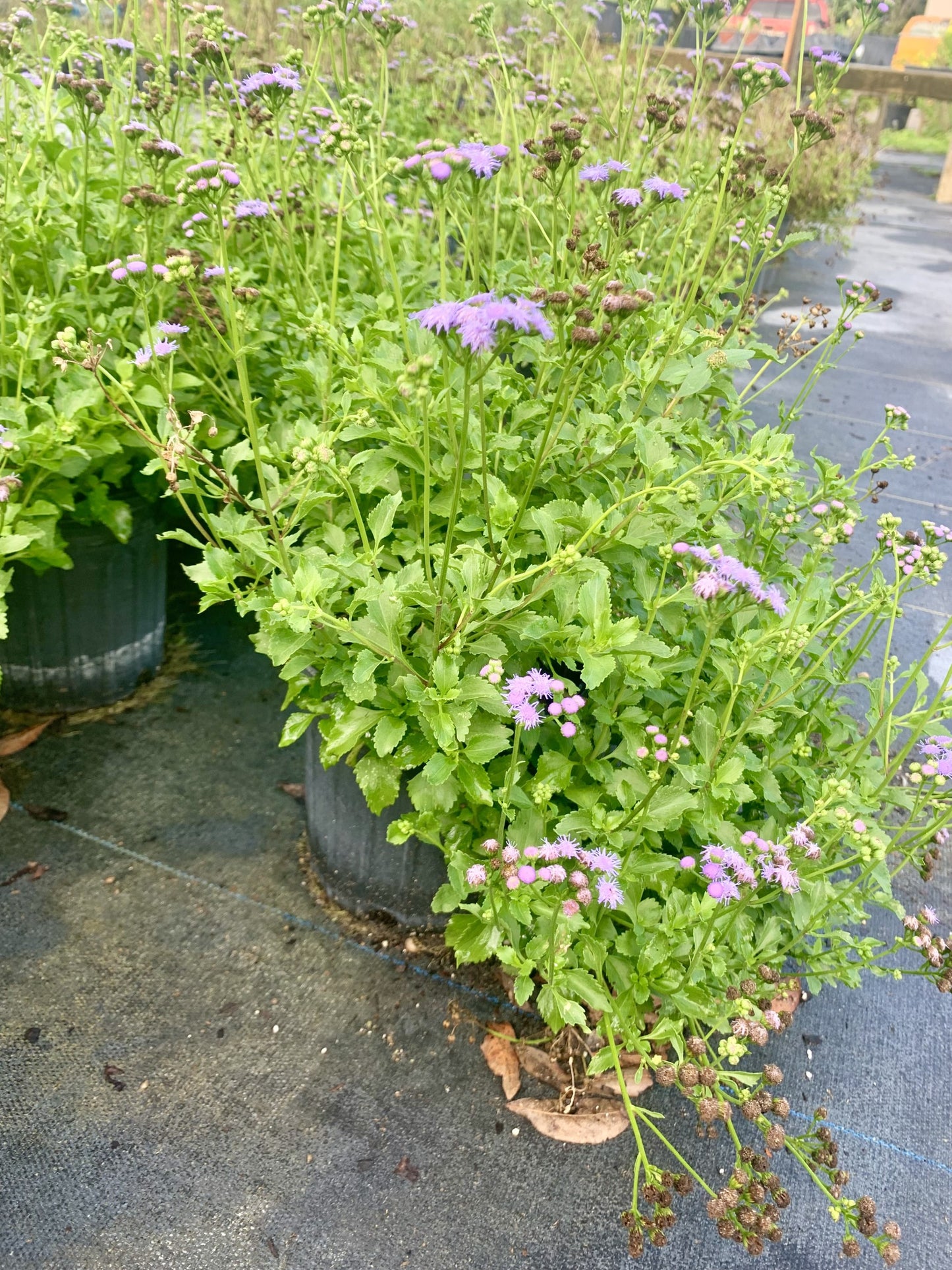 Beach Mistflower, Ageratum maritimum