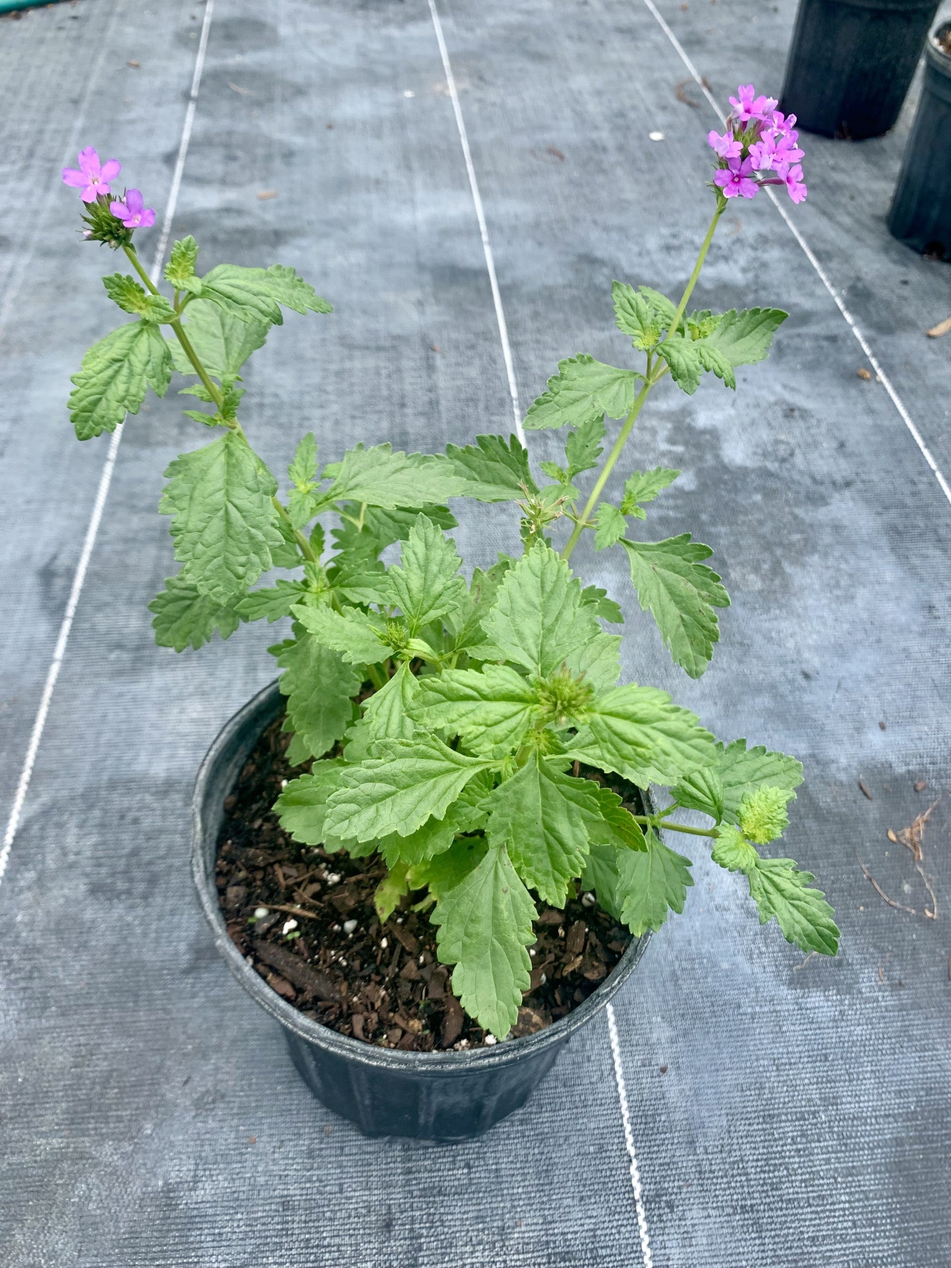 Beach Verbena, Glandularia maritima – Wise Hands Native Nursery