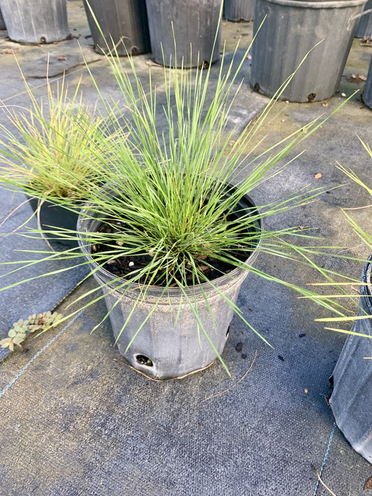 Black Seeded Needle Grass, Piptochaetium avenaceum