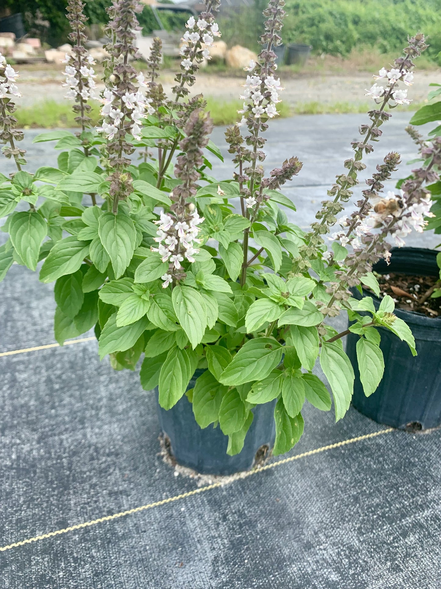 African Blue Basil, Ocimum kilimandscharicum