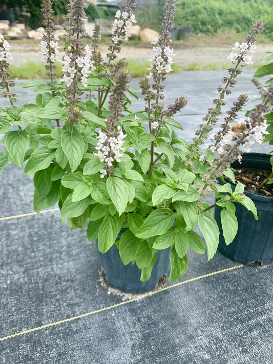 African Blue Basil, Ocimum kilimandscharicum