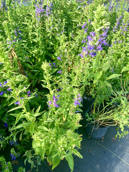 Great Blue Lobelia, Lobelia siphilitica