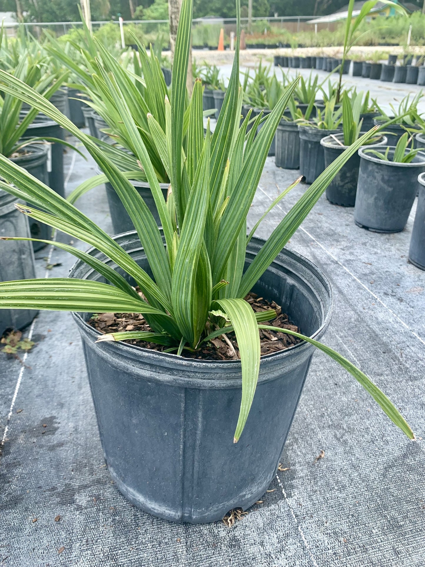 Bluestem Palmetto, Sabal minor