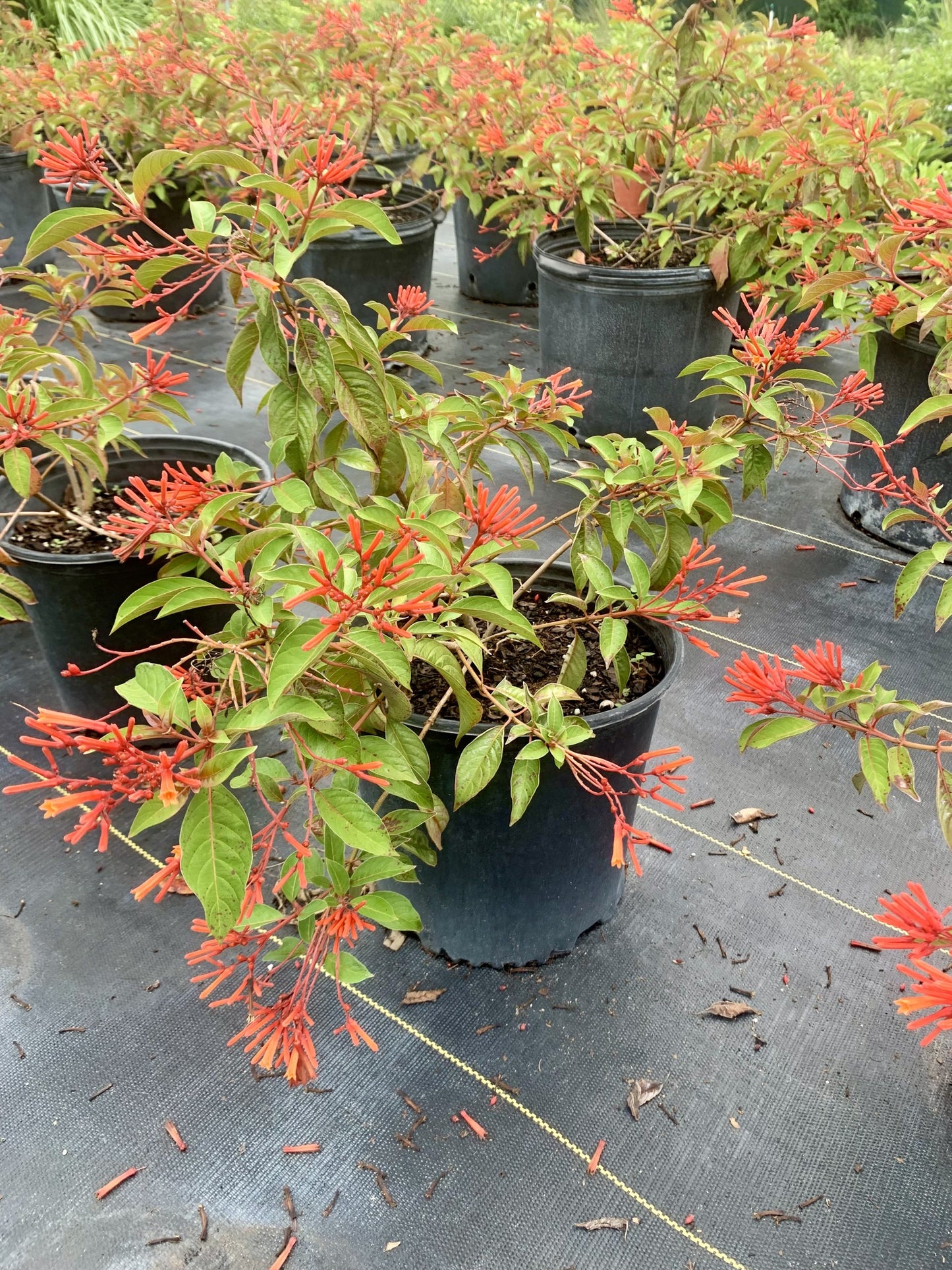 Calusa Firebush, Hamelia patens var calusa