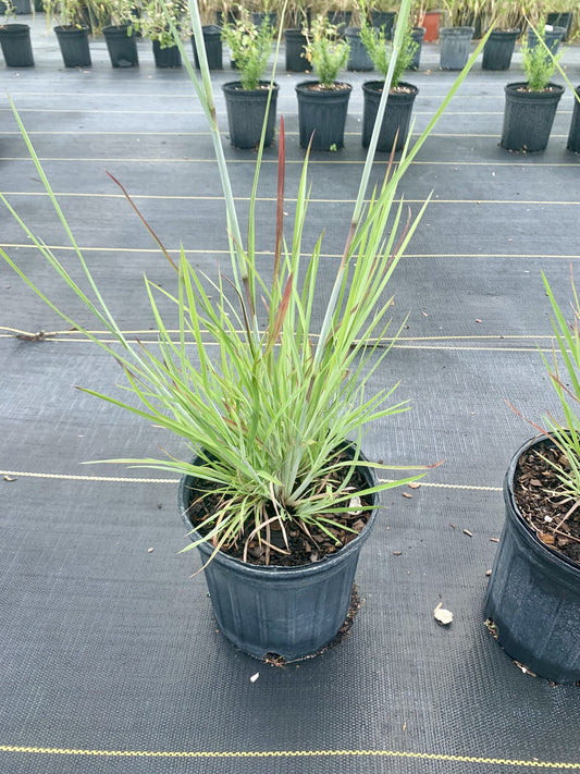 Chalky Bluestem, Andropogon virginica var. glauca