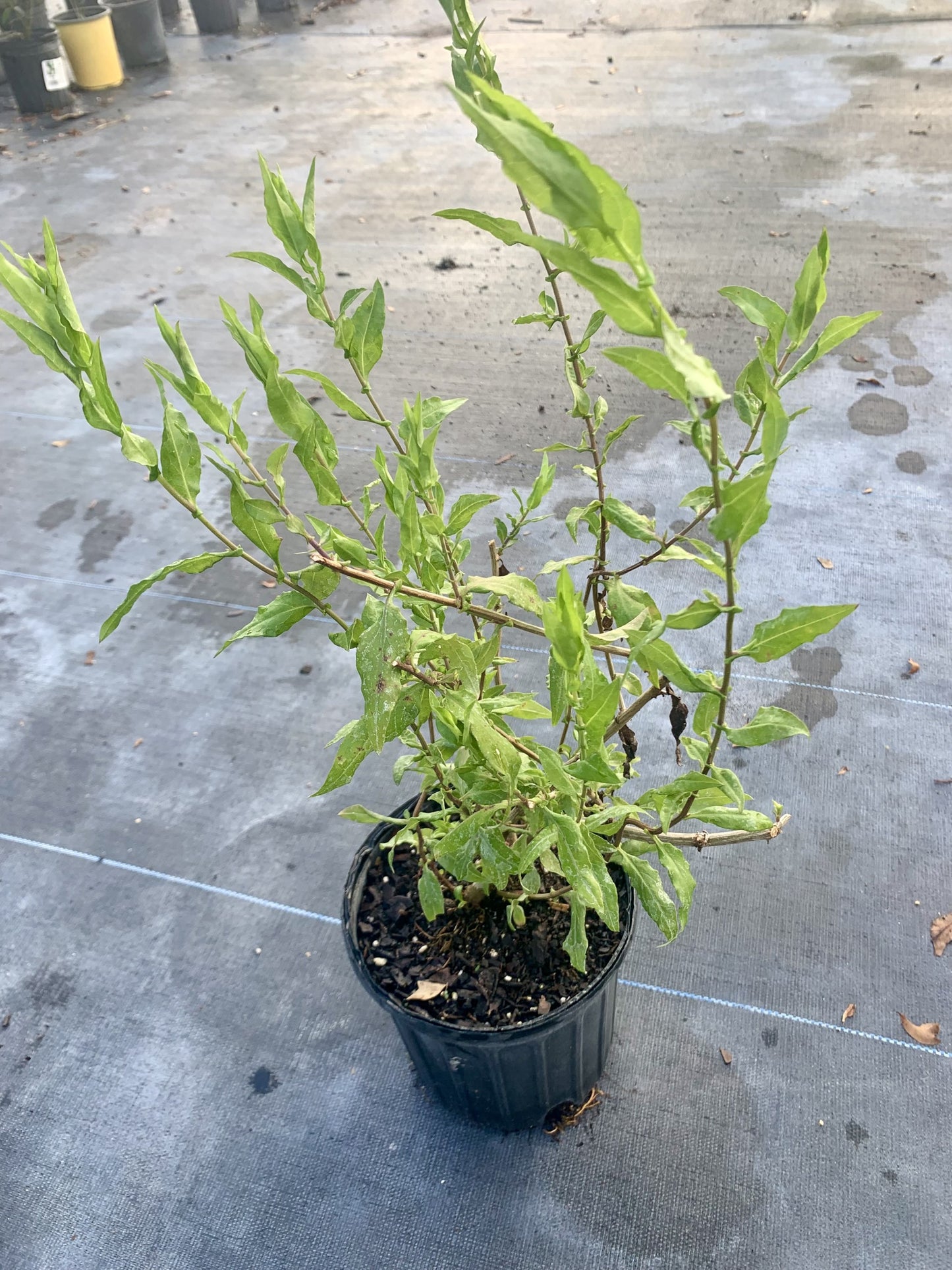 Climbing Aster, Symphyotrichum carolinianum