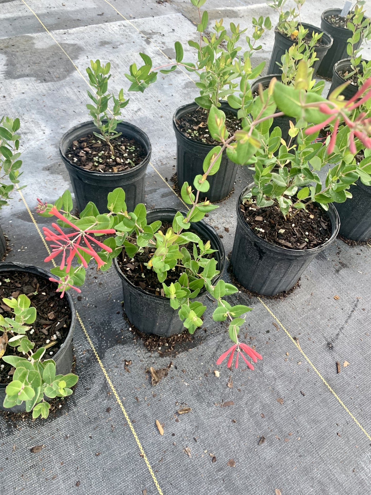 Coral Honeysuckle, Lonicera Sempervirens