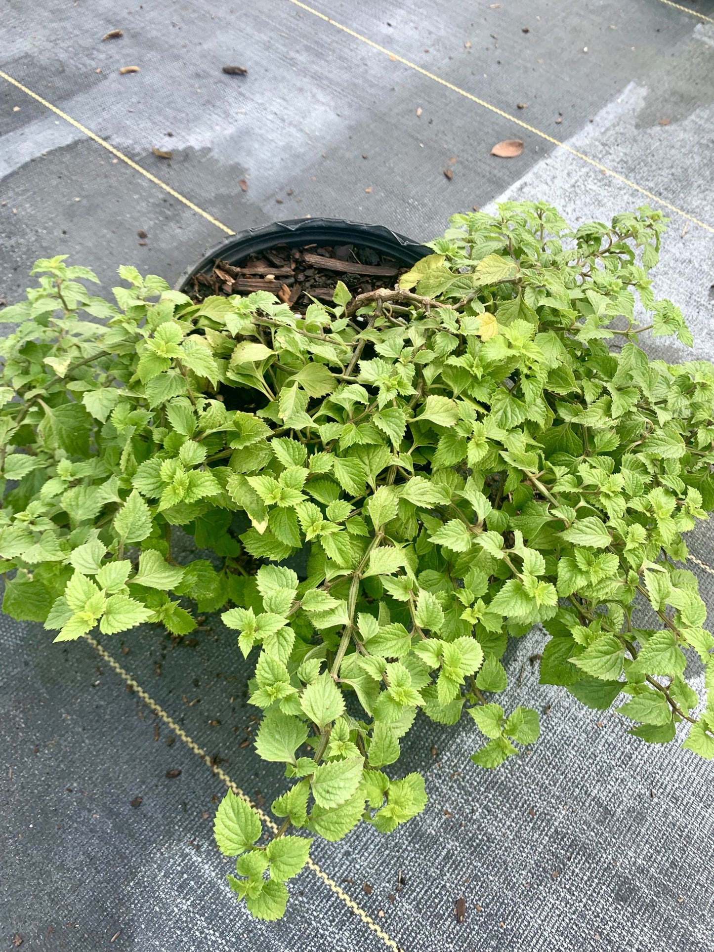 Creeping Sage, Salvia misella