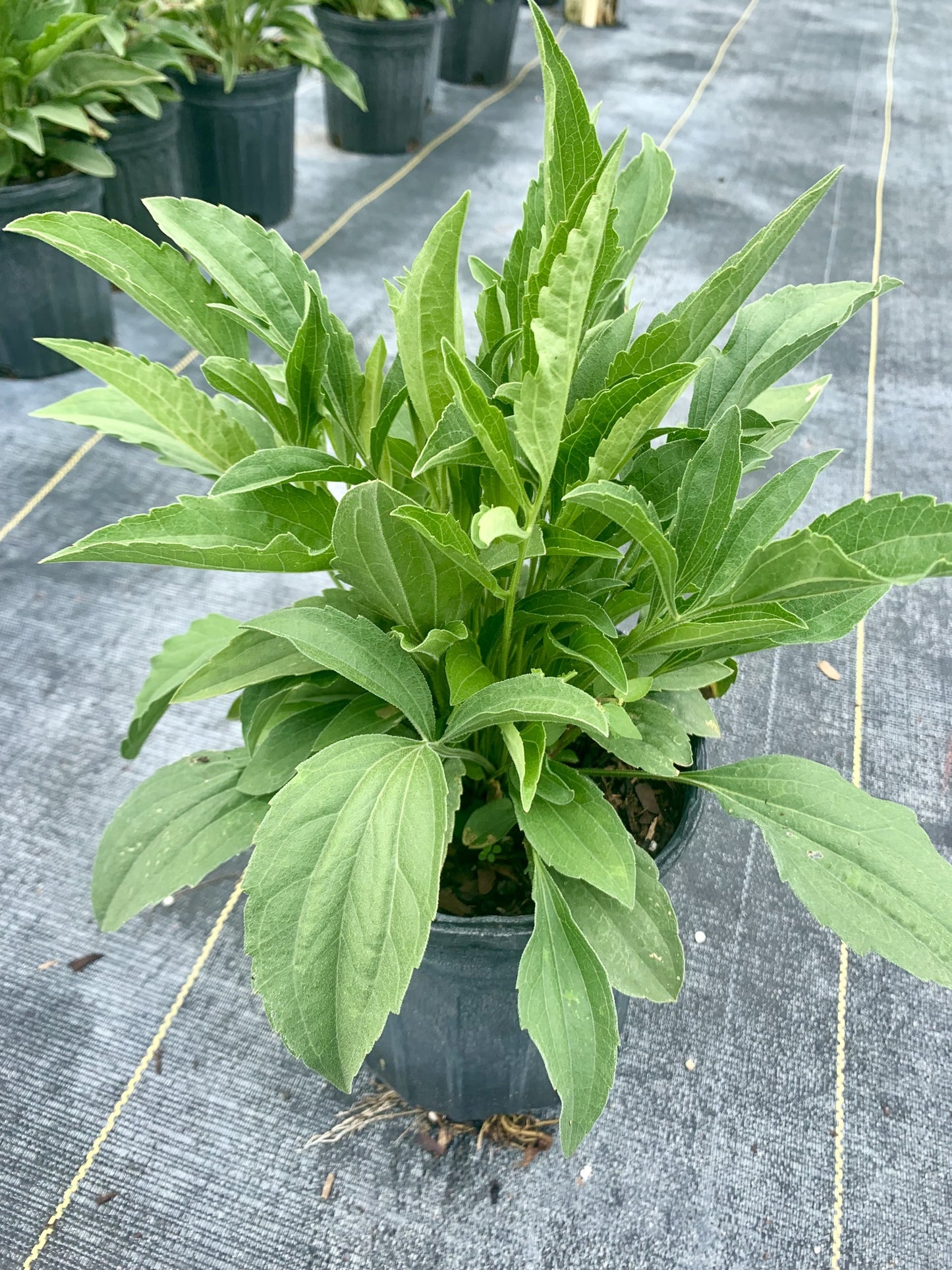 Cutleaf Coneflower, Rudbeckia laciniata