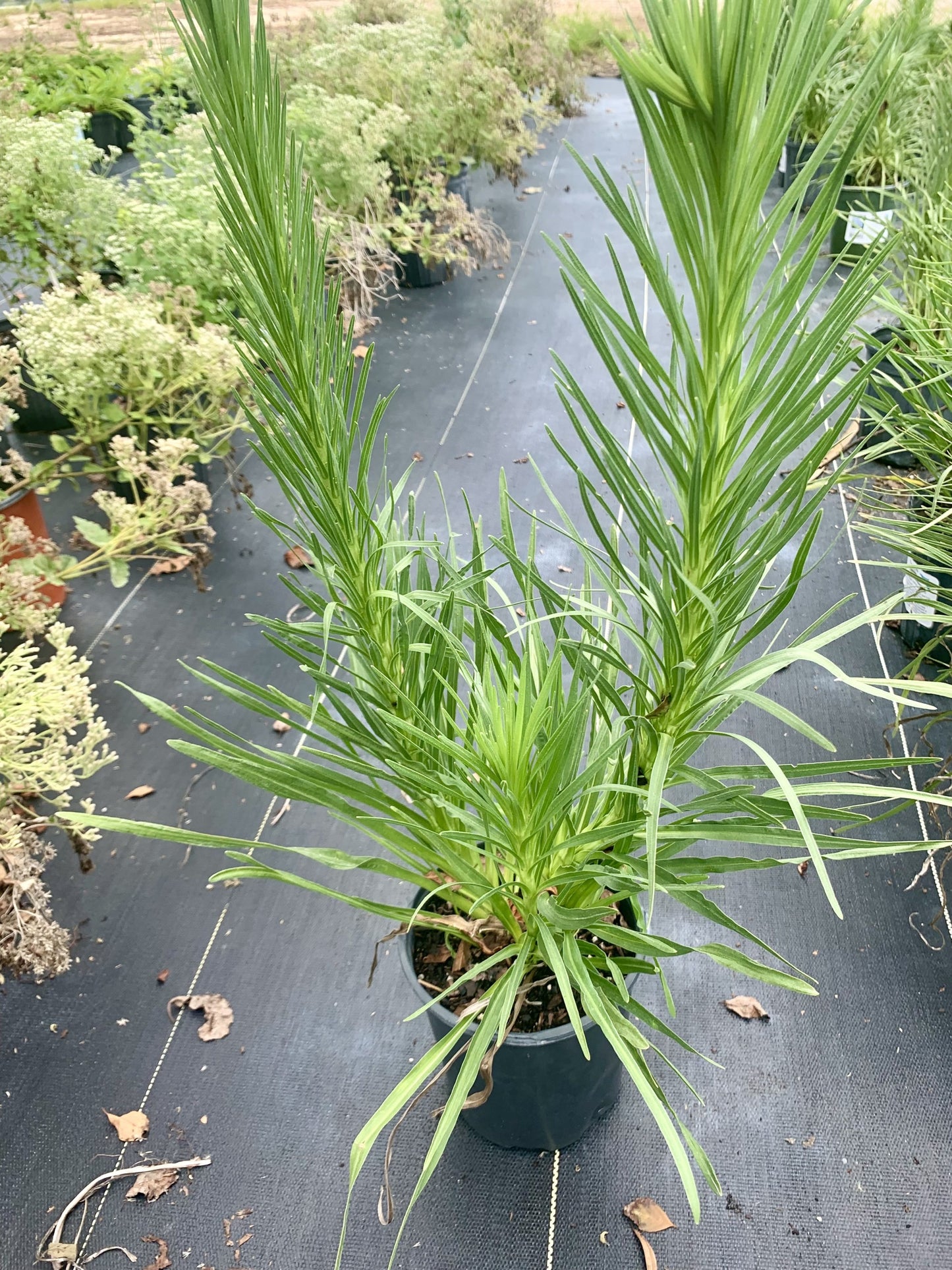 Blazing Star Dense, Liatris spicata