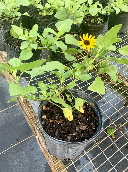 Dune Sunflower, Helianthus debilis