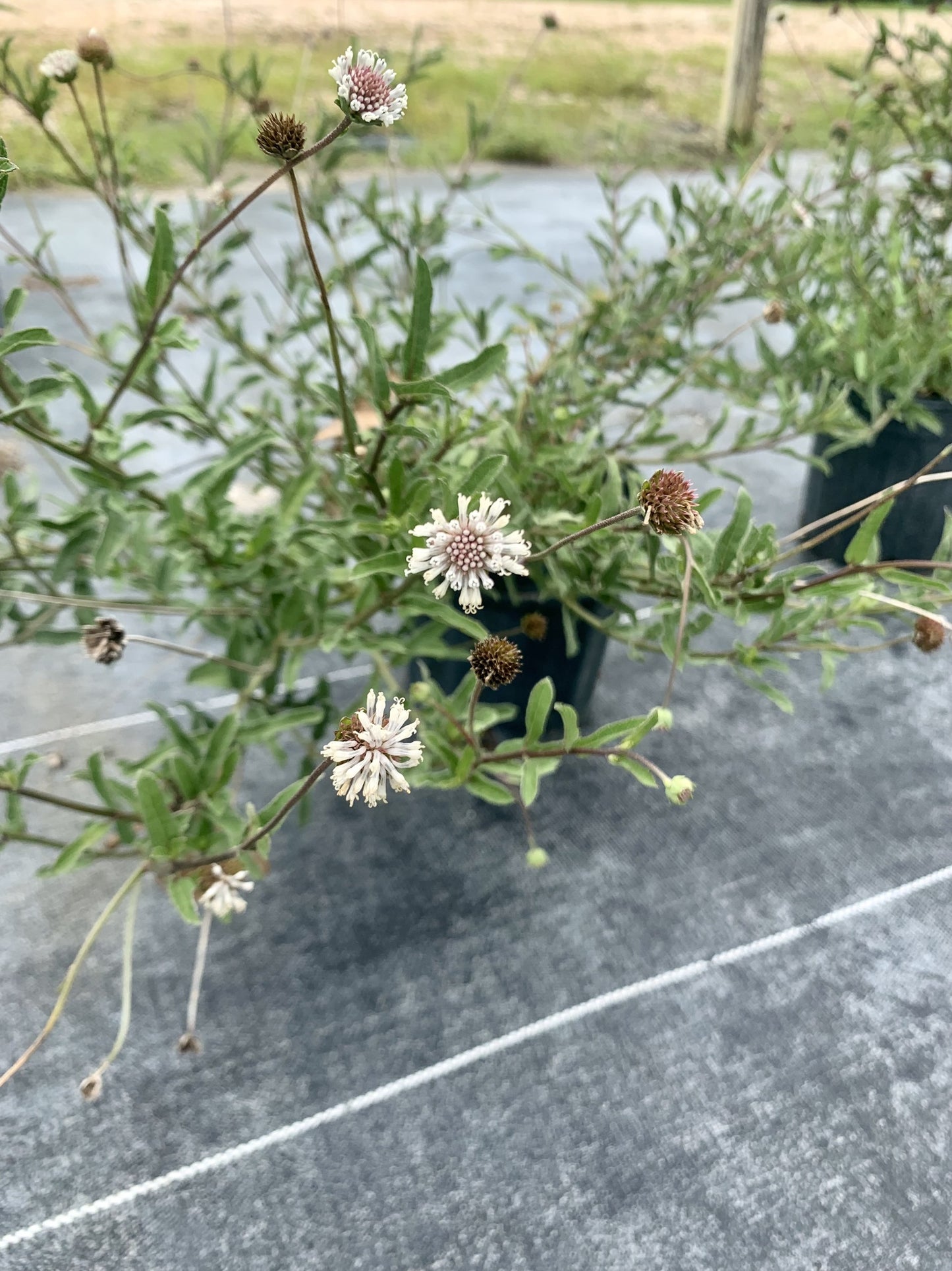 Dwarf Salt and Pepper, Melanthera nivea