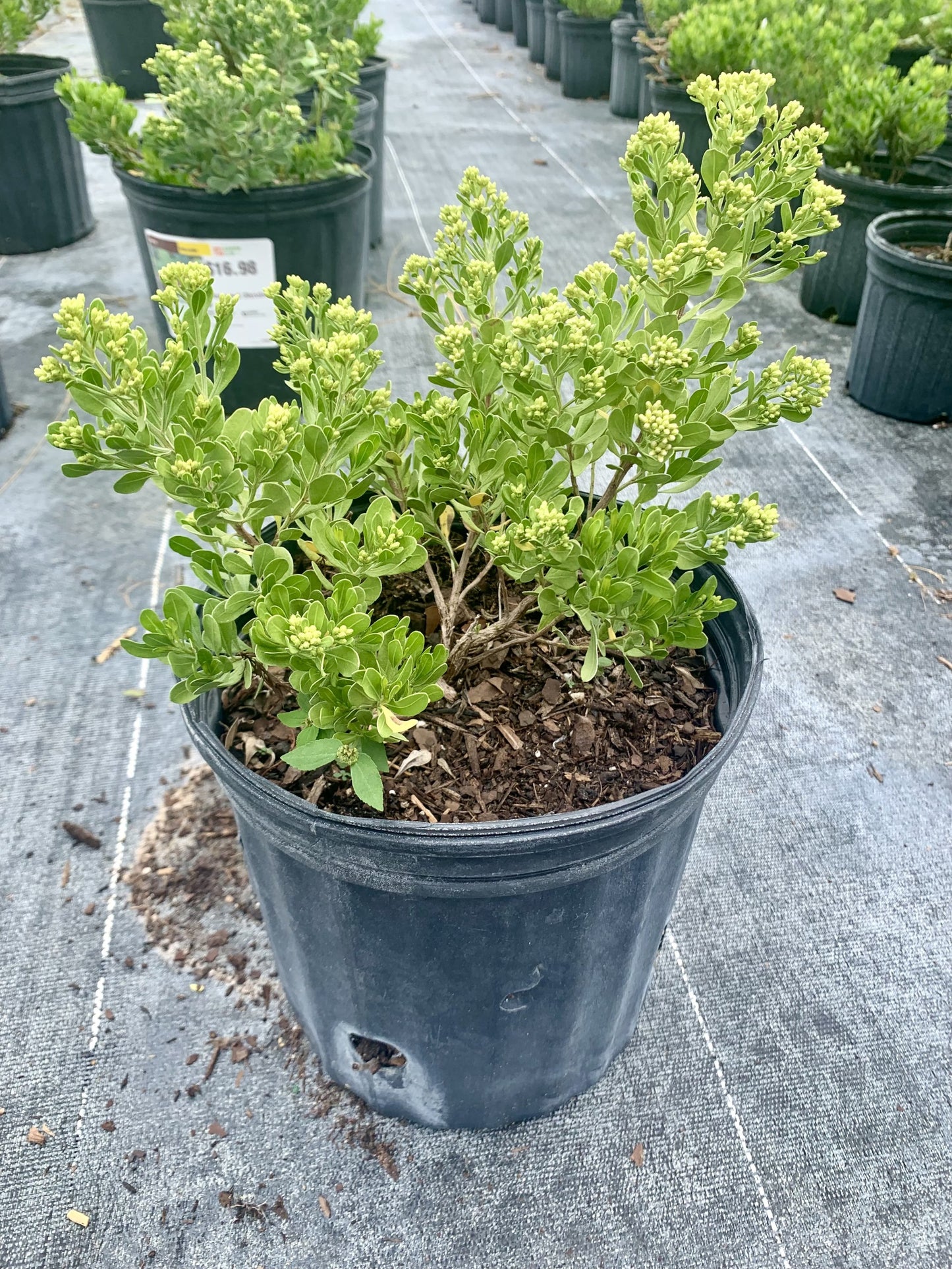 Dwarf Salt Bush, Baccharis dioca