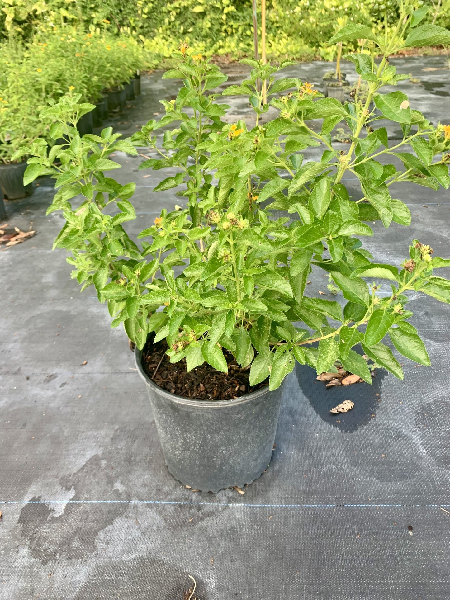 East Coast Lantana, Lantana depressa var. floridana