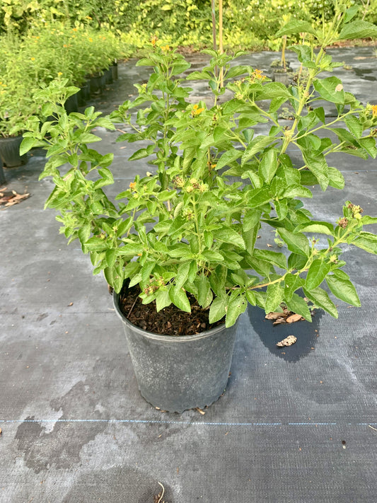 East Coast Lantana, Lantana depressa var. floridana