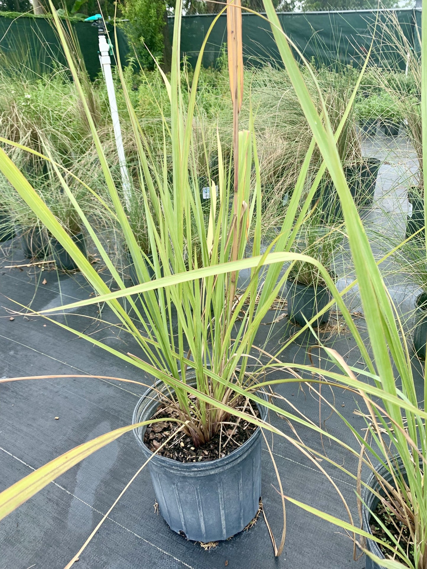 Fakahatchee Grass, Tripsacum dactyloides