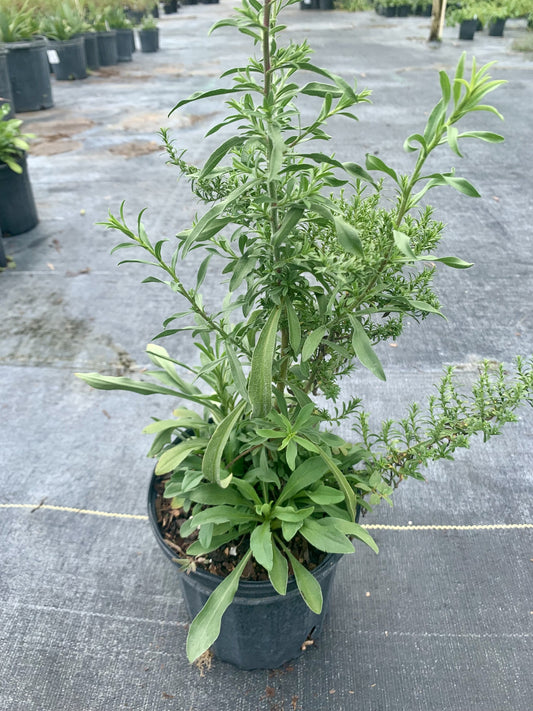 Frost Aster, Symphyotrichum pilosum