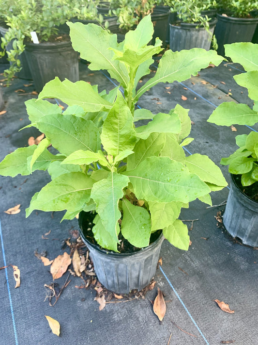 Frostweed, Verbesina virginica