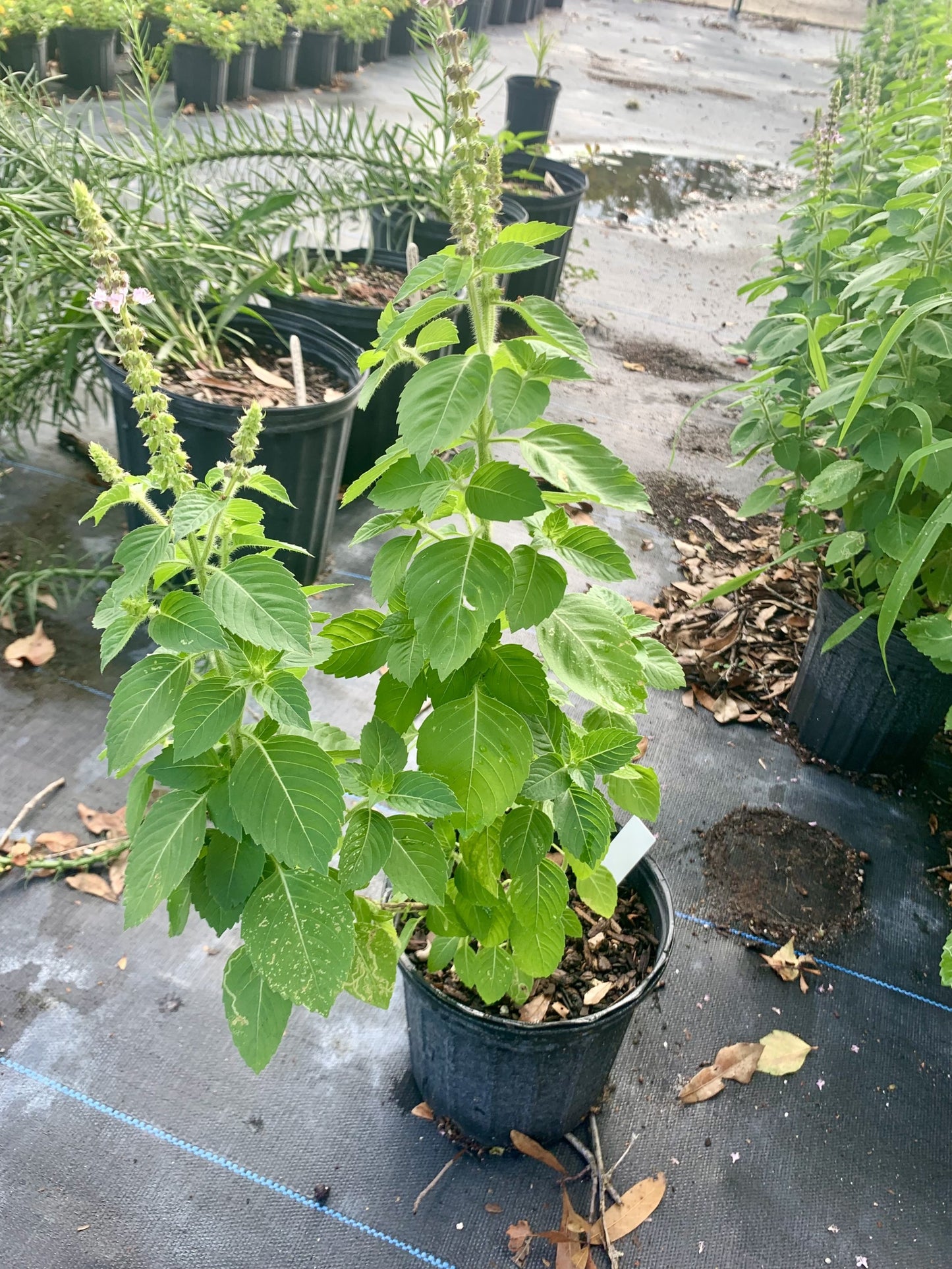 Holy Basil/Tulsi, Ocimum tenuiflorum