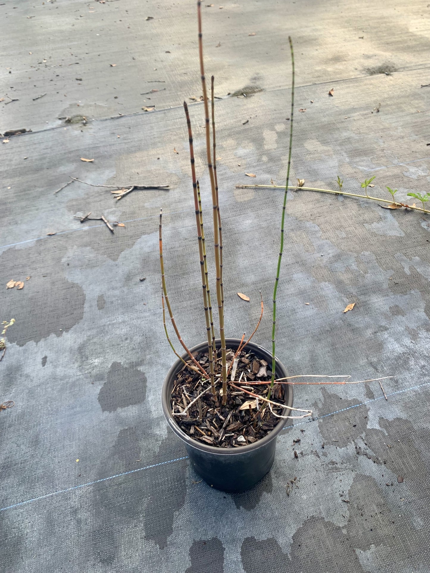 Horsetail, Equisetum hyemale var. affine