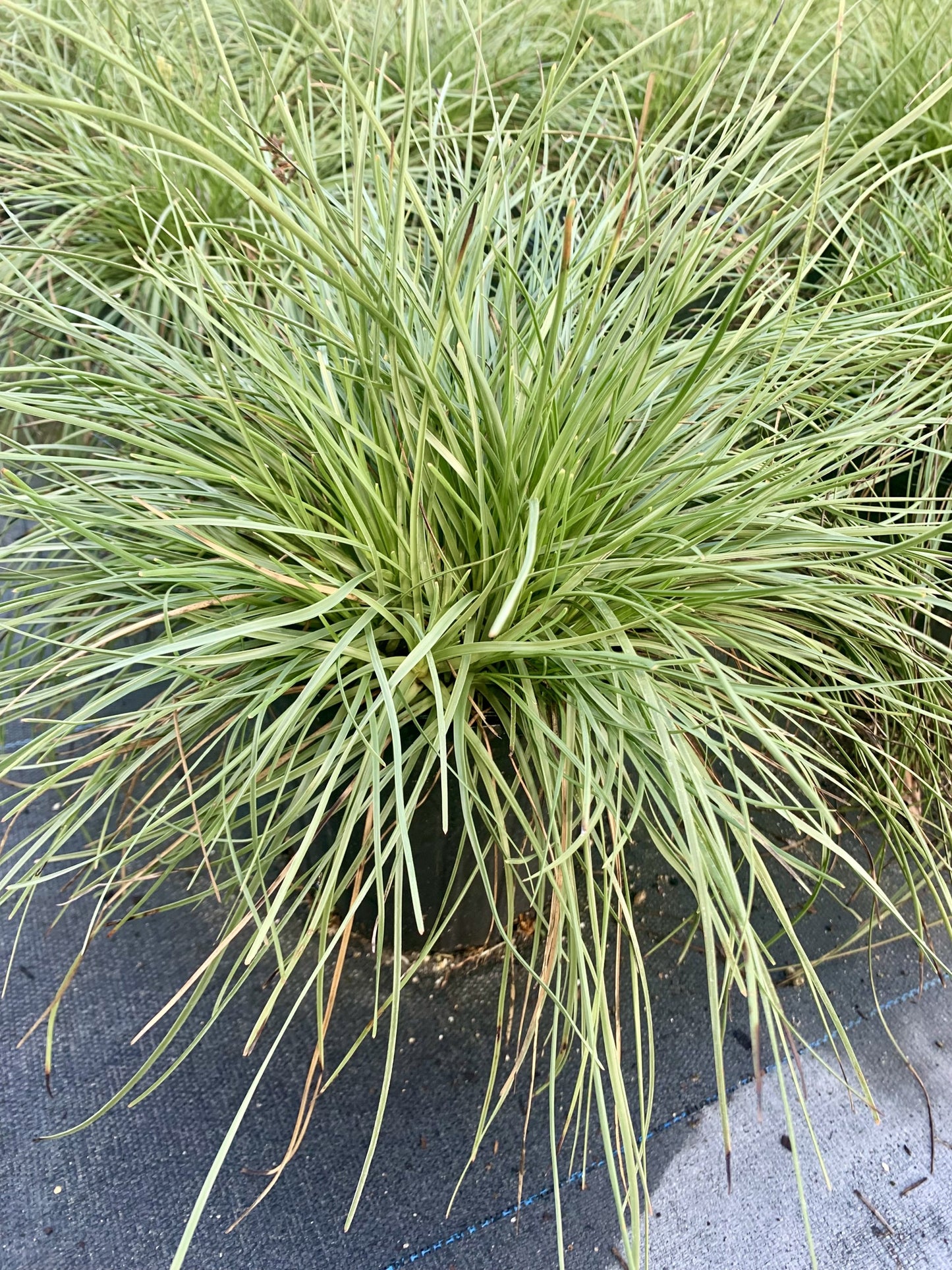 Hurricane Grass, Fimbristylis spathacea