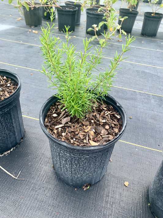 Large Flowered Rosemary, Conradina grandiflora