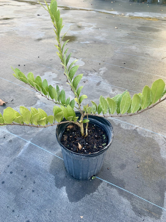 Limber Caper, Cynophalla flexuosa