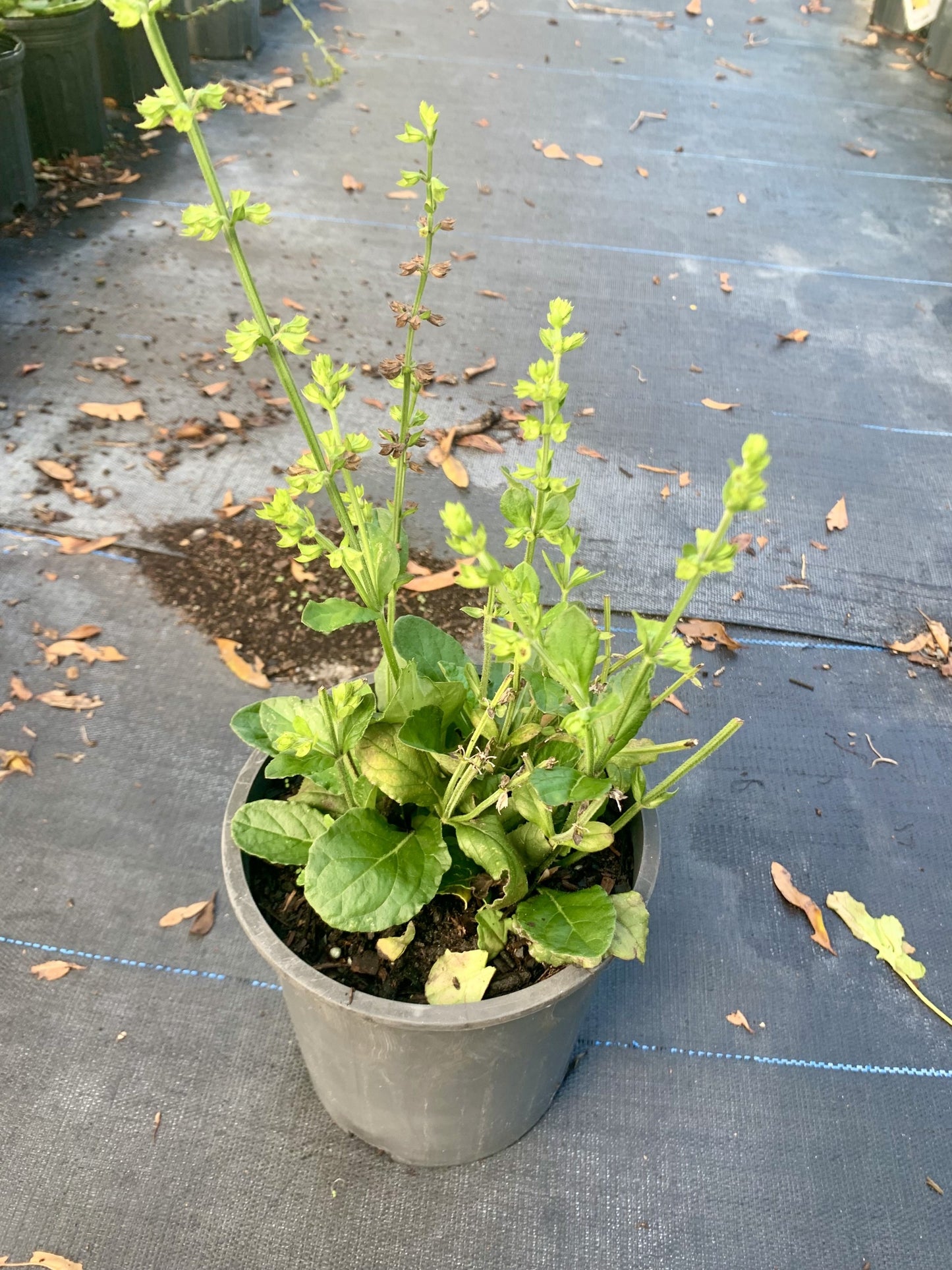 Lyreleaf Sage, Salvia lyrata