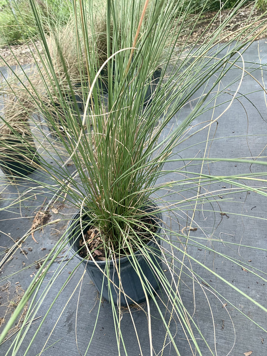 Muhly Grass, Muhlenbergia capillaris