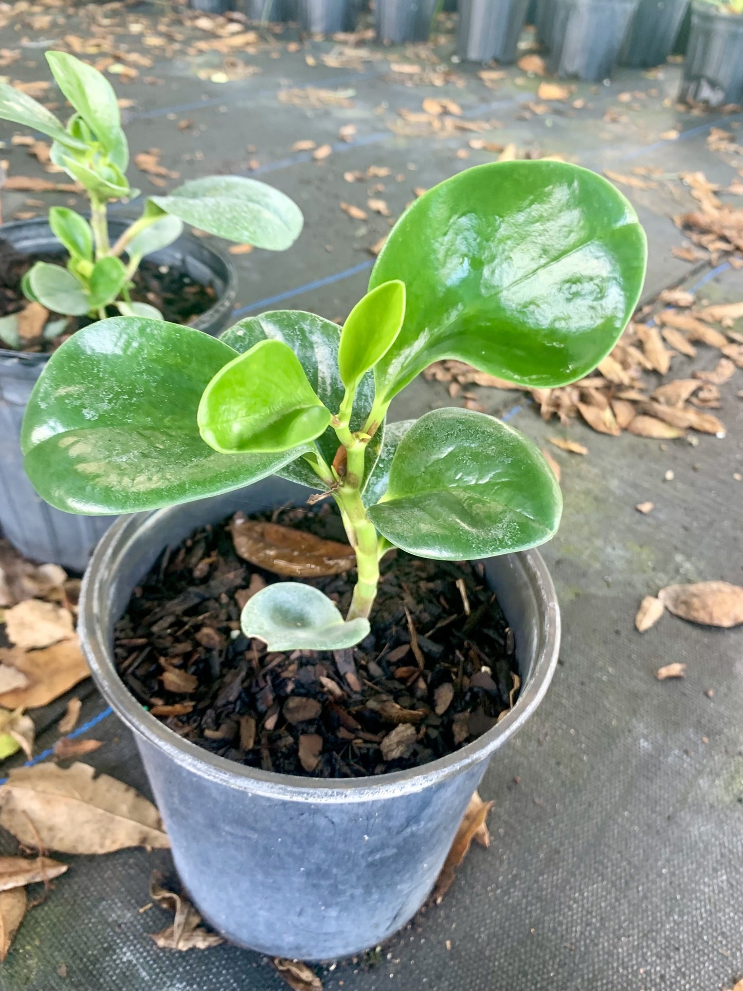 Florida Peperomia, Peperomia obtusifolia