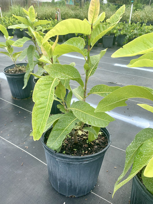 Pigeon Plum, Coccoloba diversifolia