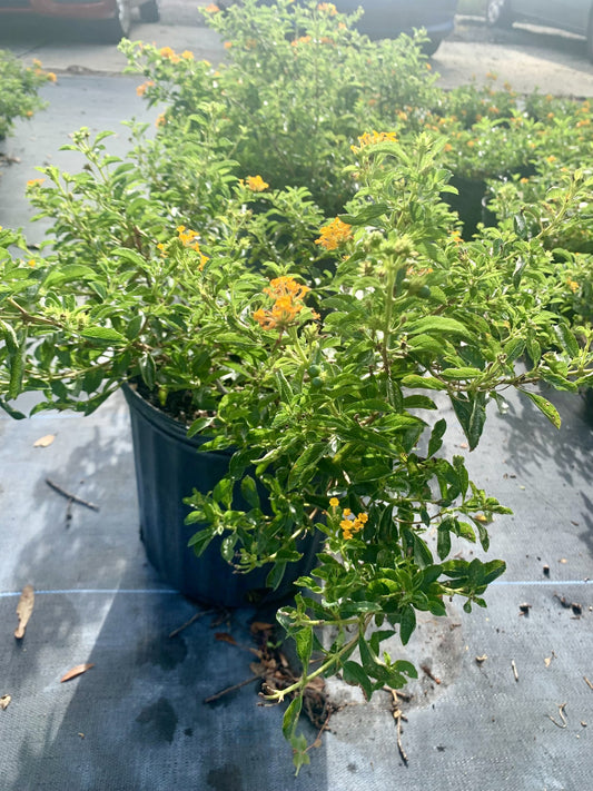 Pineland Lantana, Lantana depressa var. depressa