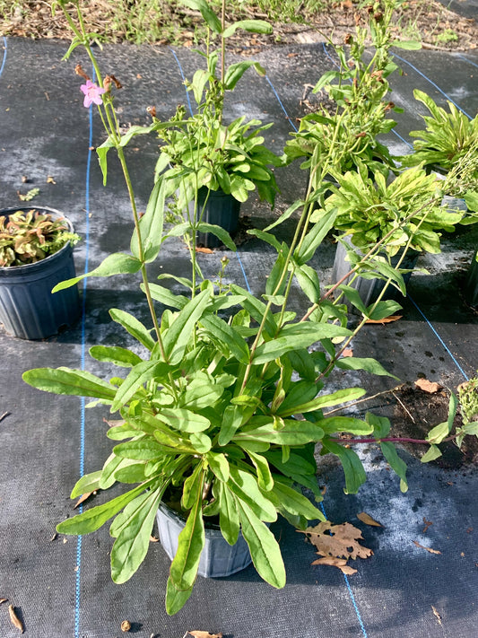 Pink Beardtongue, Penstemon australis