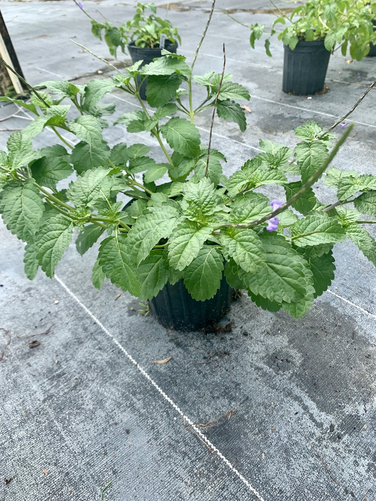 Trailing Porterweed, Stachytarpheta jamaicensis