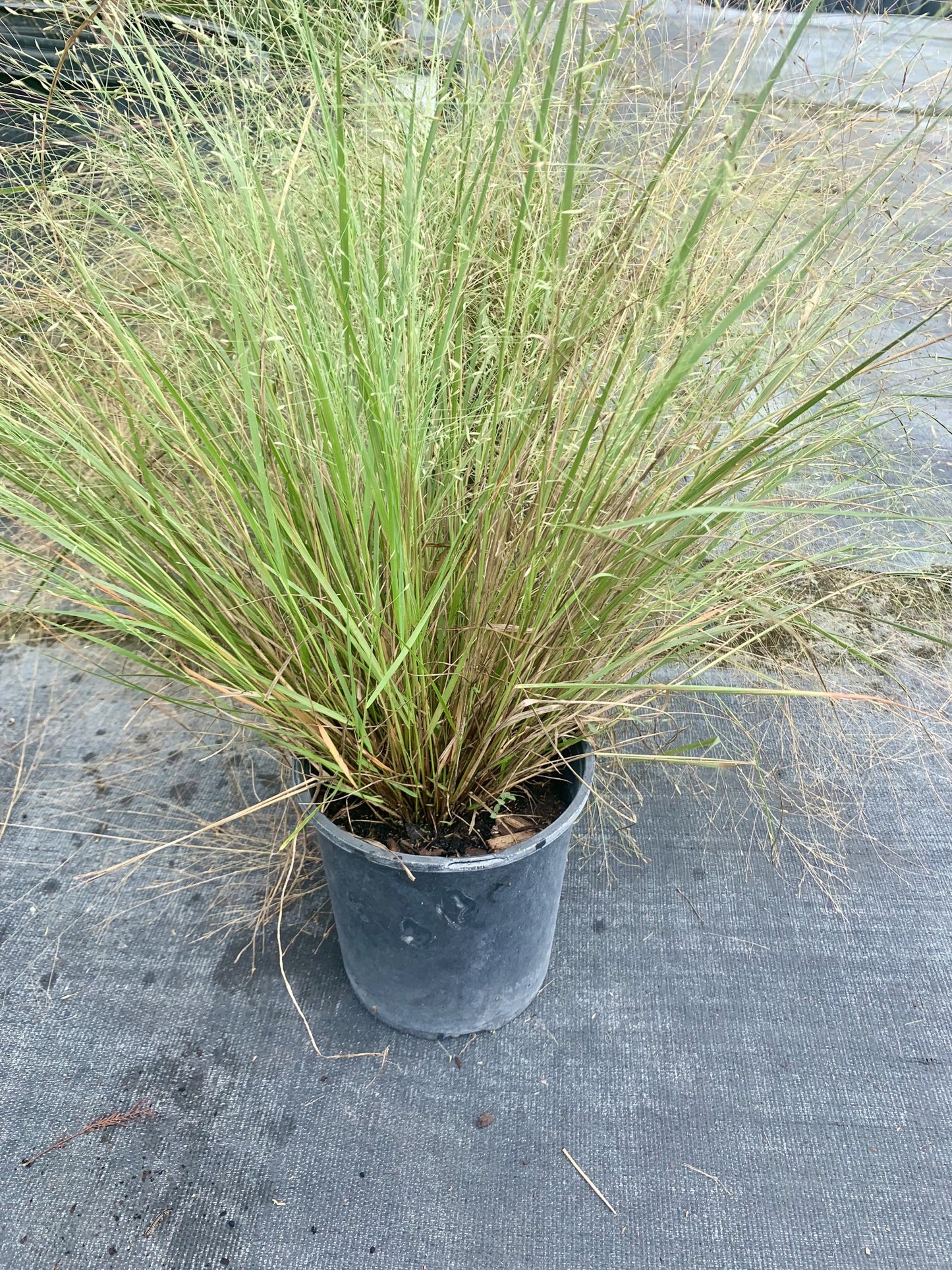 Purple Lovegrass, Eragrostis spectabilis