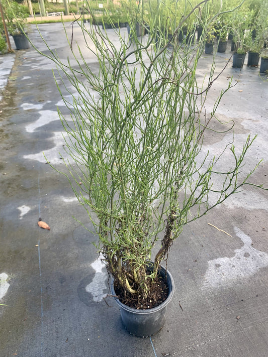 Rice Button Aster, Symphyotrichum dumosum