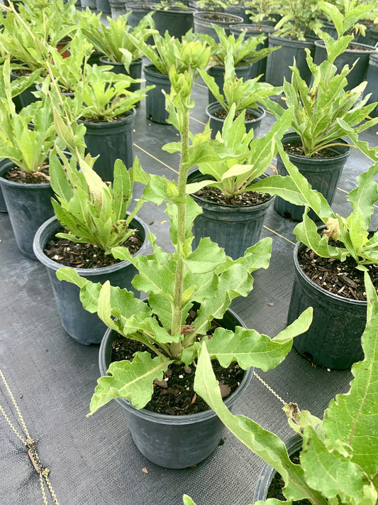 Rosinflower, Silphium astericus