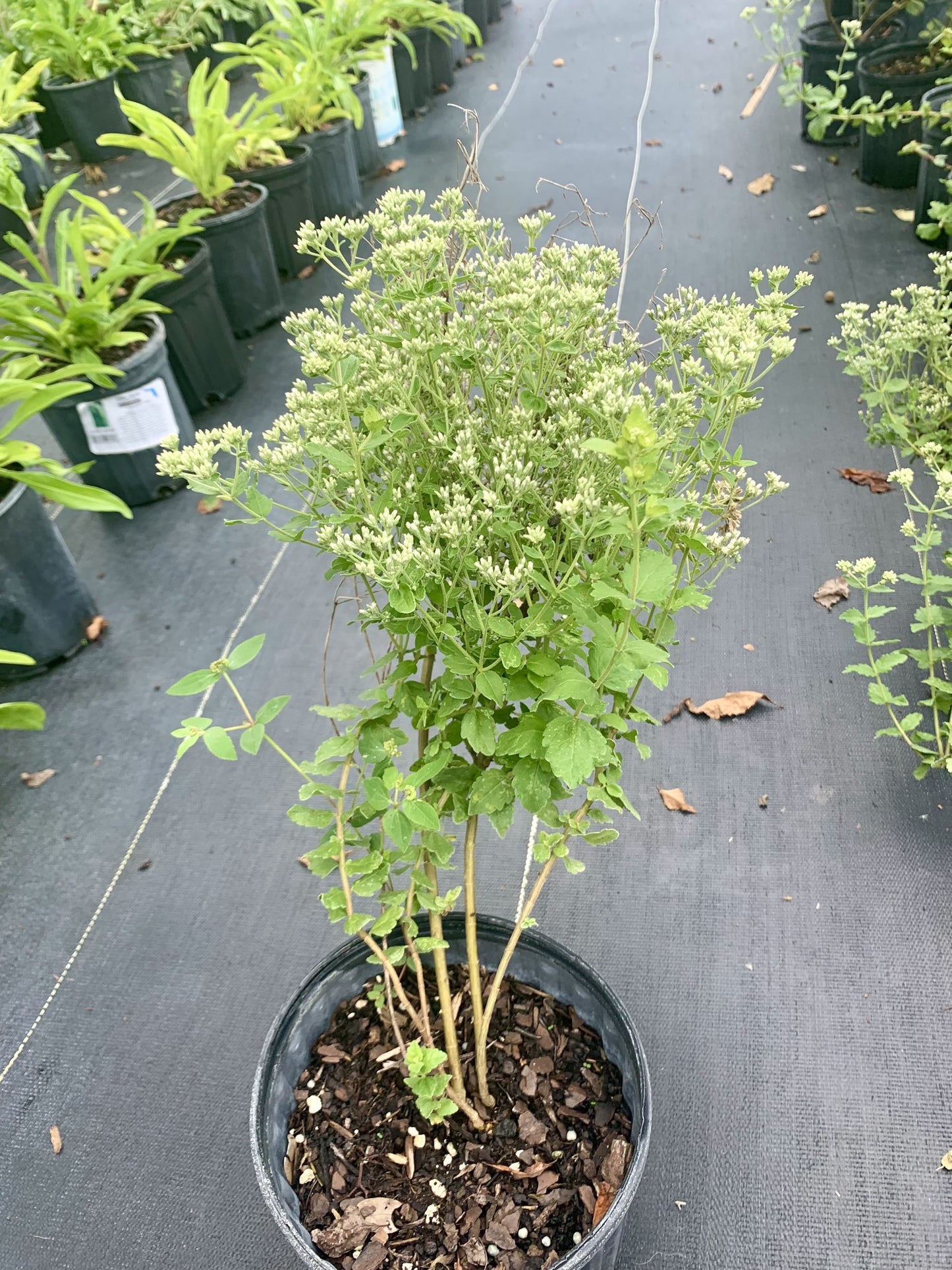 Roundleaf thoroughwort, Eupatorium rotundifolium