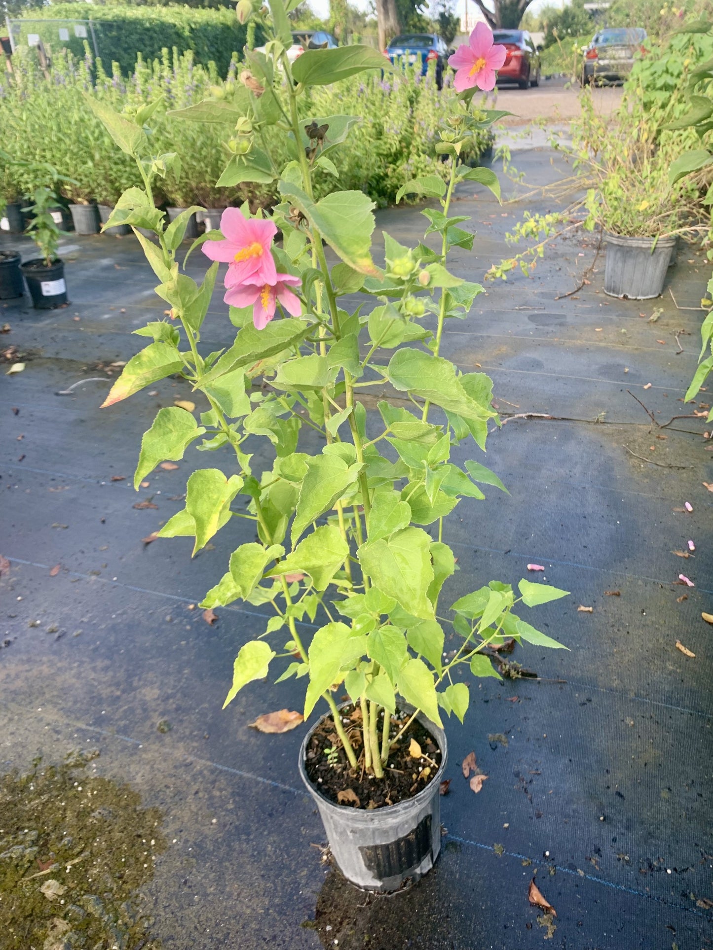 Salt Marsh Mallow, Kosteletzkya pentacarpos