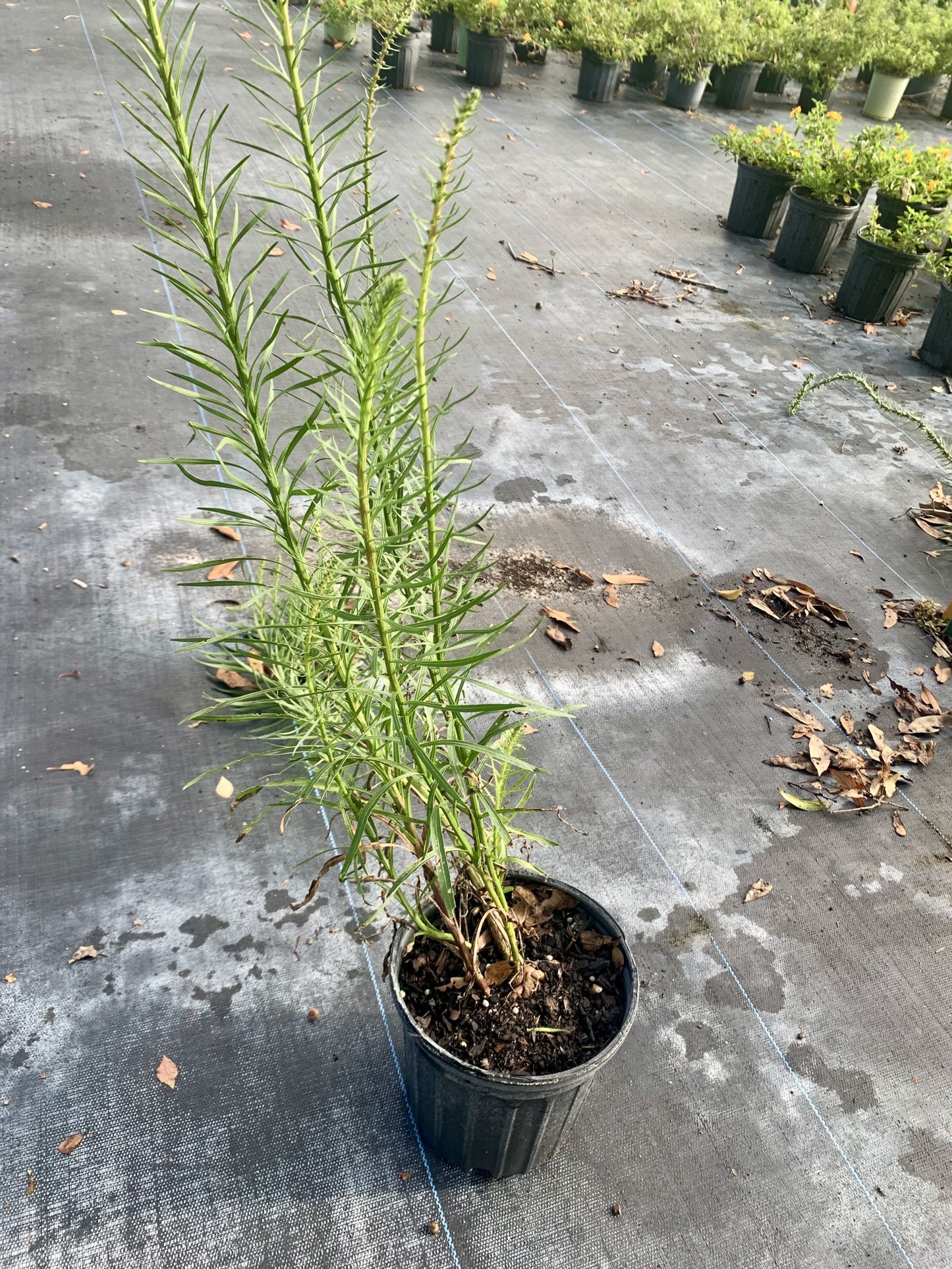 Blazing Star Savanna, Liatris savannensis