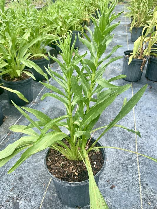 Seaside Goldenrod, Solidago sempervirens