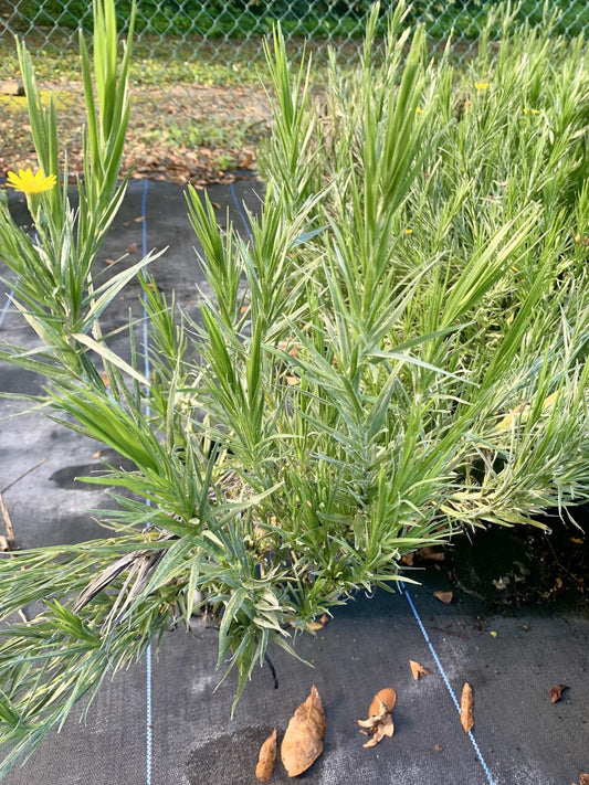 Silk Grass, Pityopsis graminifolia