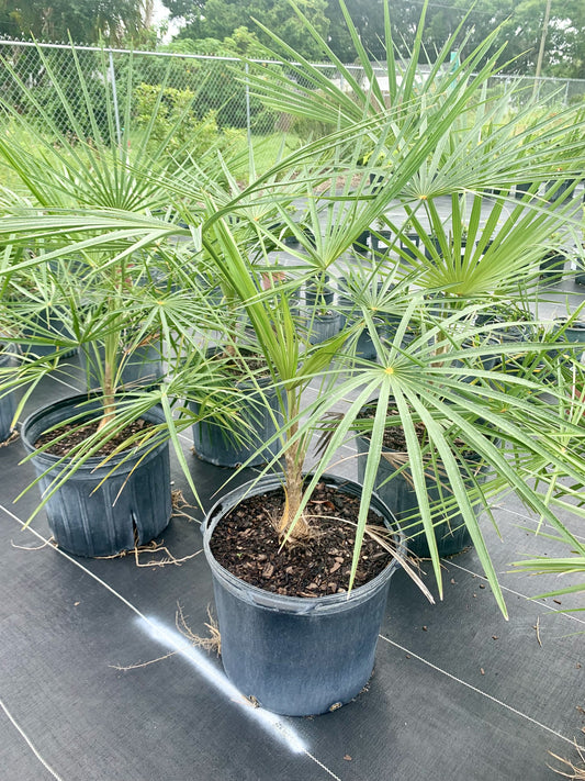 Silver Palm, Coccothrinax argentata