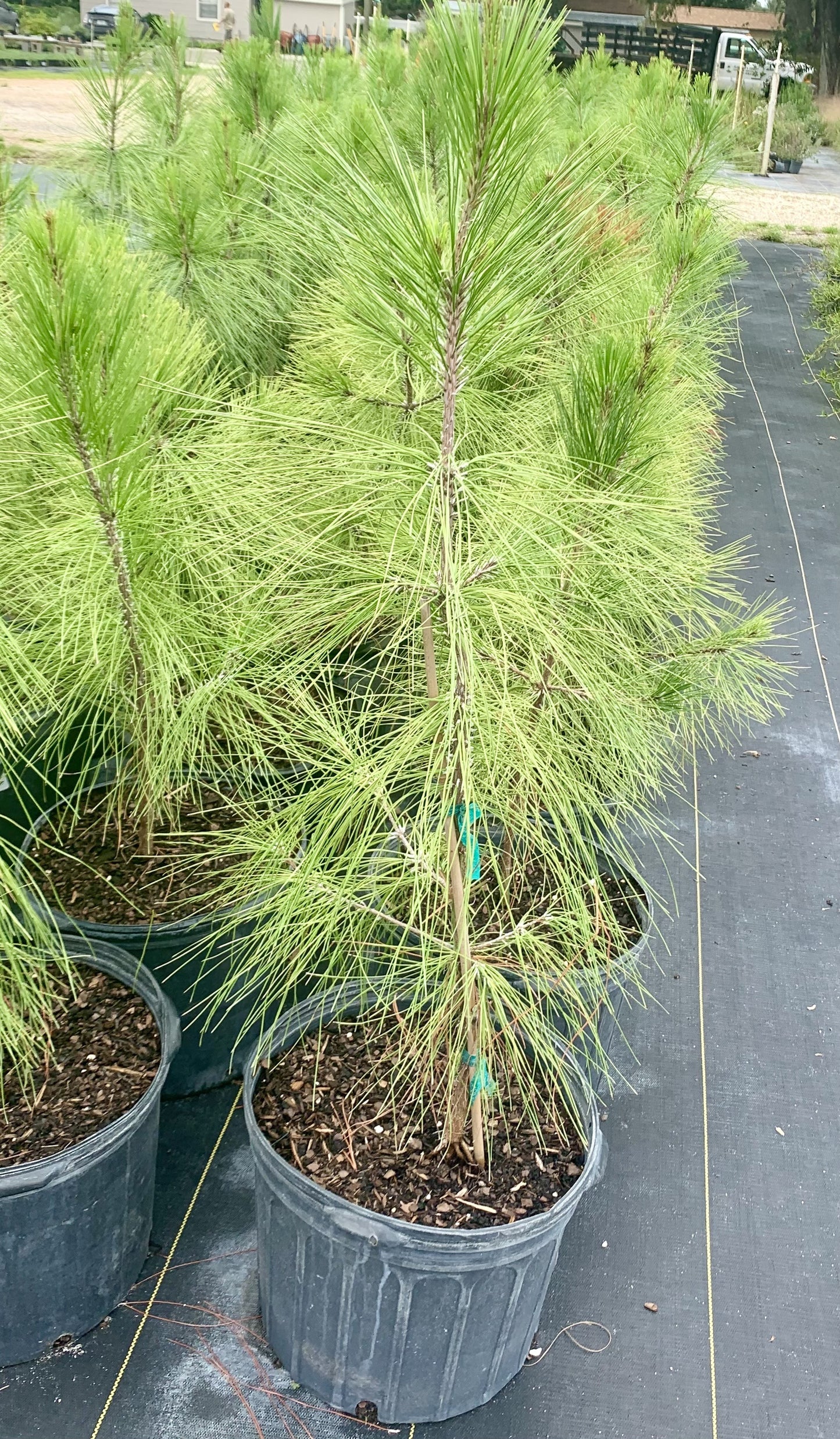 Slash Pine, Pinus elliottii